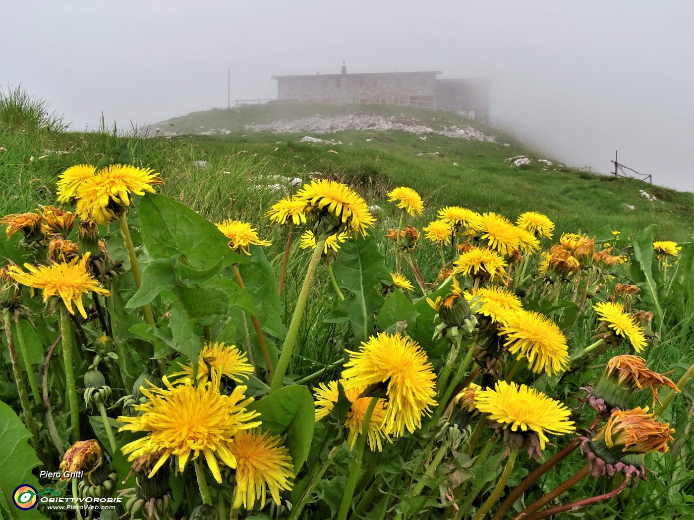 60 Rif. Capanna 2000 nella nebbia con Taraxacum officinale (Tarassaco comune) .JPG